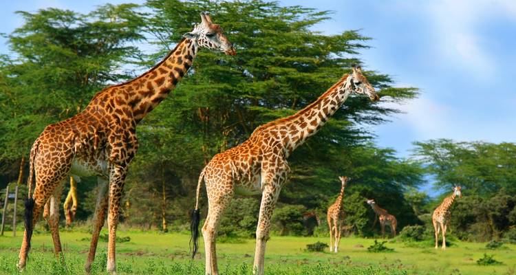 Gruppe von Giraffen, die in einer üppig grünen Umgebung stehen.