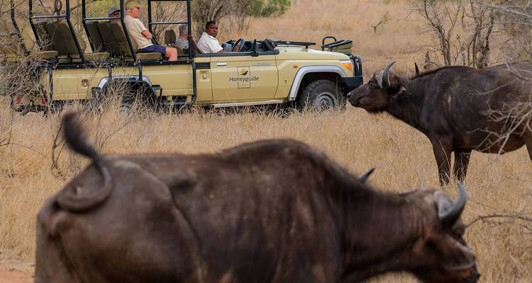 Open safariauto die Cape buffels observeert in droog bushveld terrein
