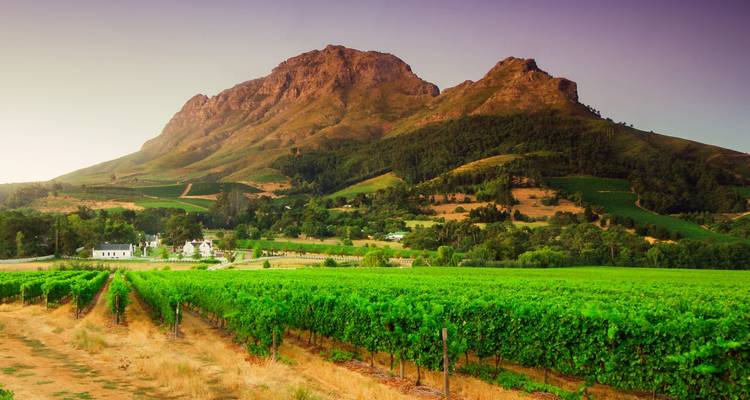Gouden avondlicht over groene wijngaarden en ruige bergen van Stellenbosch wijnstreek