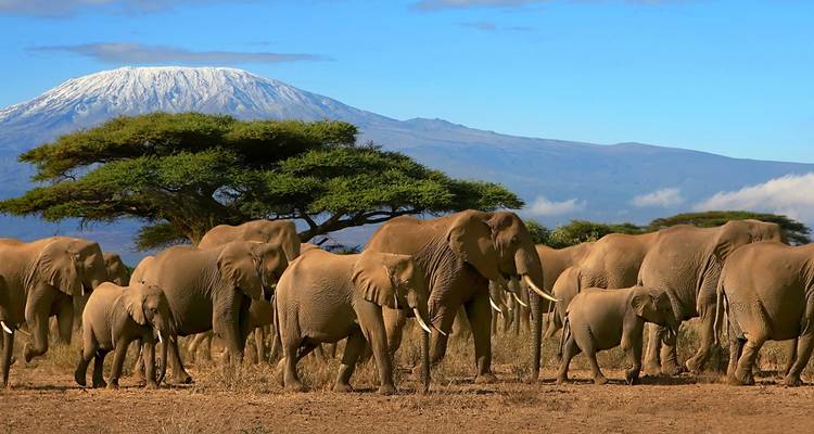 Eine Elefantenherde mit dem Kilimandscharo im Hintergrund.
