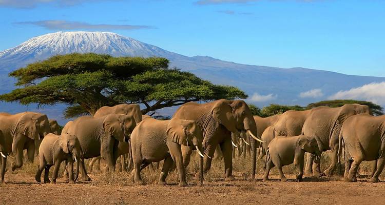 Large elephant herd walking with snow-capped Kilimanjaro towering behind.