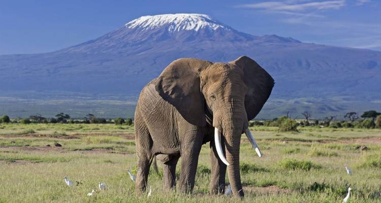 Ein Elefant, der auf einem Feld steht, mit dem Kilimandscharo im Hintergrund.