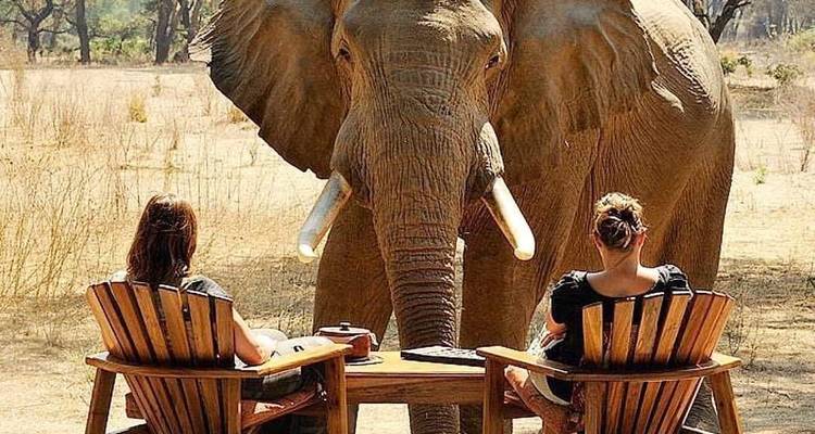 Zwei Personen sitzen vor einem großen Elefanten in der Wildnis.