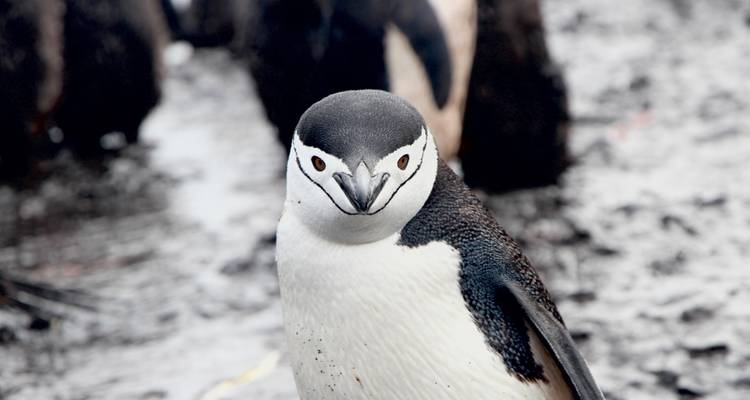 Chinstrap penguin looking towards the camera.