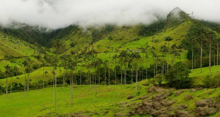 Weelderige groene Cocora-vallei met hoge palmbomen en mist.