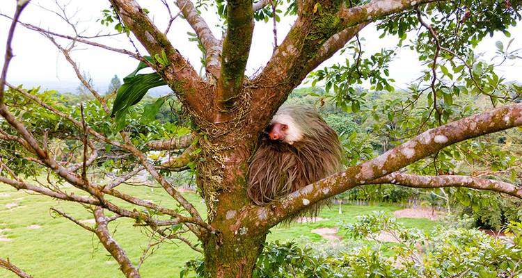 Perezoso de garganta marrón acurrucado en un árbol rodeado de exuberante follaje tropical verde