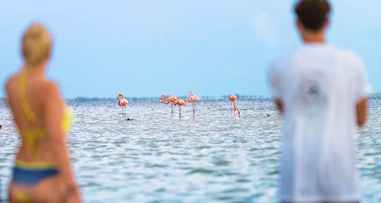 Twee reizigers die naar een verre rij roze flamingo's kijken die in ondiep kustwater waden.