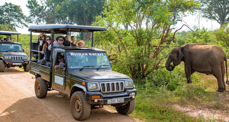 Des jeeps à ciel ouvert en safari s'arrêtent près d'un éléphant sauvage dans la campagne luxuriante du Sri Lanka.