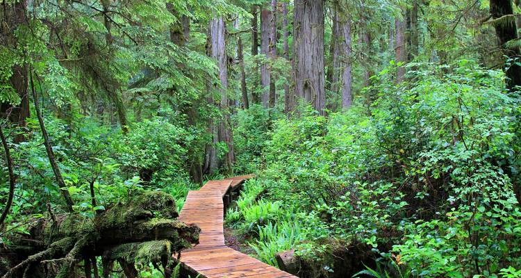 Holzsteg durch einen üppig grünen Wald.