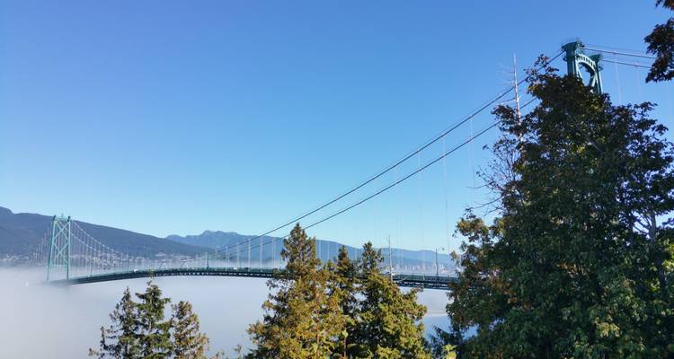Eine Hängebrücke, die aus dem Nebel auftaucht, umgeben von Bäumen.