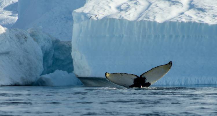 A whale's tail in the water next to an iceberg.