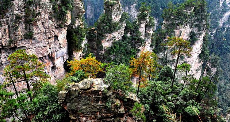 Diverse vegetation on Zhangjiajie rock formations