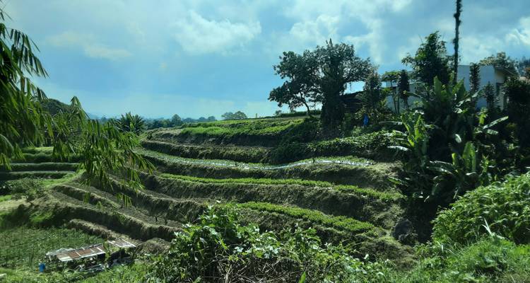 Terraced rice fields surrounded by trees.