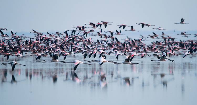 Un gran grupo de flamencos rosas volando bajo sobre una salina que parece un espejo.