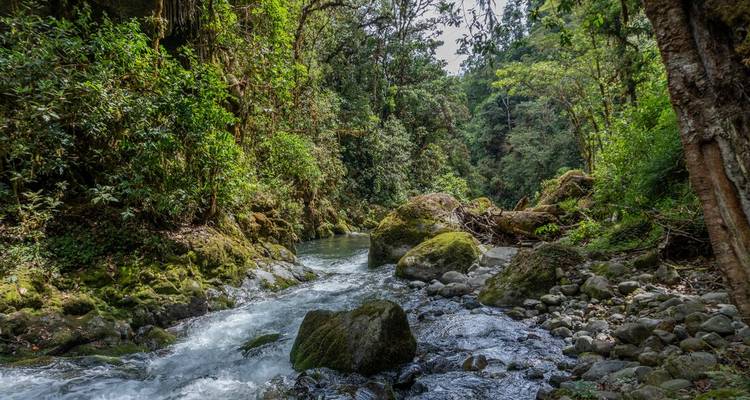 Río que fluye a través de un bosque