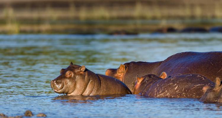 Nijlpaarden gedeeltelijk ondergedompeld in een waterlichaam.