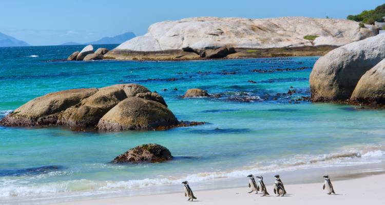 Pinguïns die langs een strand dichtbij de oceaan wandelen.