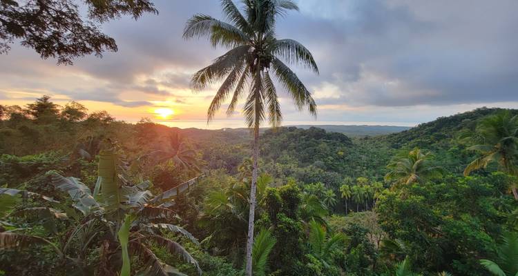 Sonnenaufgang über einem tropischen Wald mit Palmen