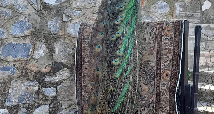 Pfau, der auf einem Wandteppich vor einer Steinmauer steht.