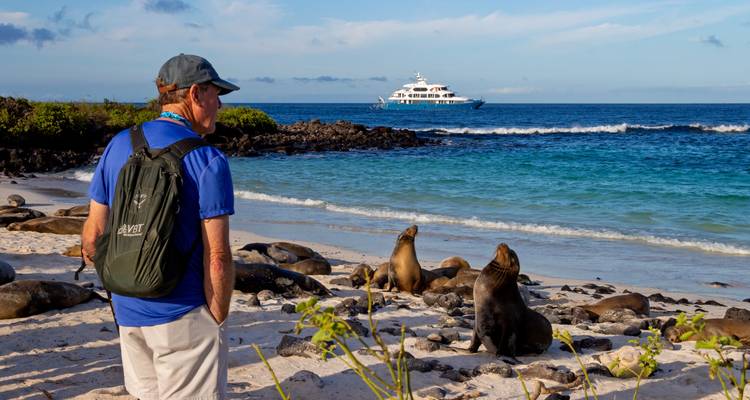 Personne observant des lions de mer sur une plage avec un navire en arrière-plan.
