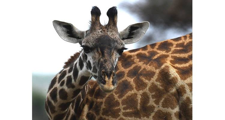 Giraffe vor einem Hintergrund von Grünzeug.
