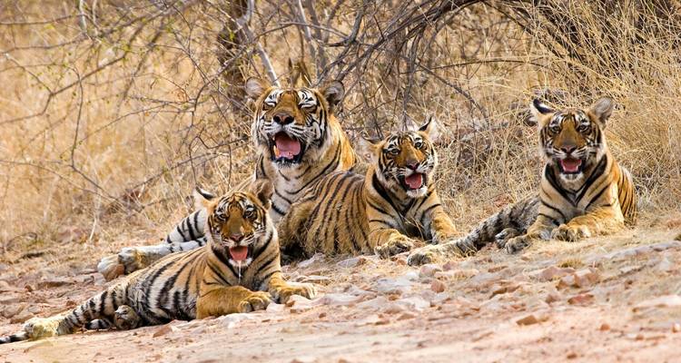 Vier junge Bengaltiger liegen zusammen in trockenem Waldunterholz, mit offenen Mäulern, als würden sie hecheln.