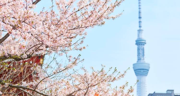 Delicate cherry blossoms in the foreground with Tokyo Skytree rising against a clear blue sky.