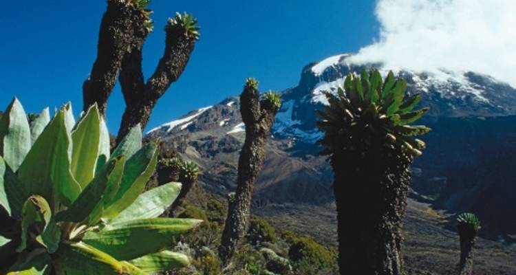 Kilimanjaro - Shira Route - World Expeditions