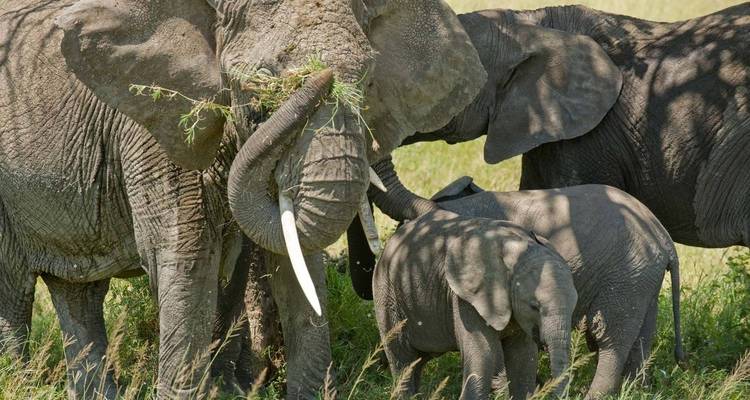 Familie von Elefanten, die im Busch grasen.