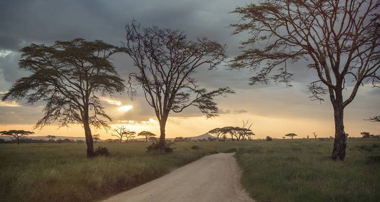 Afrikanische Savannenlandschaft in der Dämmerung mit Bäumen.