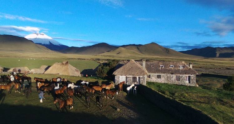 Pferde grasen in der Nähe traditioneller Gebäude mit einem Vulkan im Hintergrund.