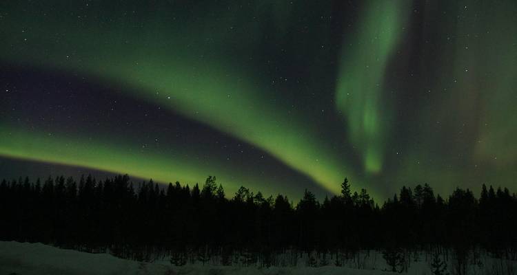 Aurora boreal sobre la silueta de árboles en la noche.