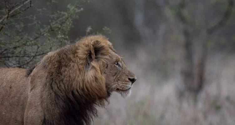Profile of a lion in the wild.