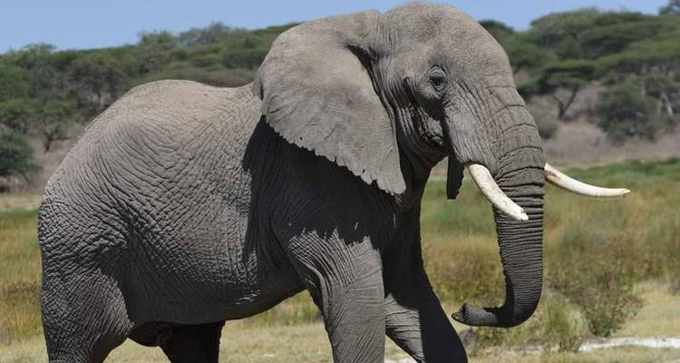 Elephant walking in a savanna.