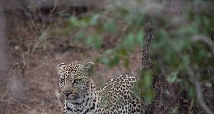 Leopard resting against a tree.