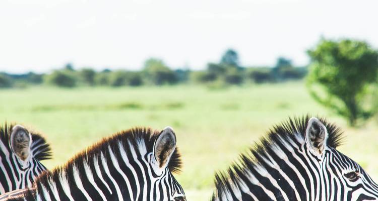 Gros plan de zèbres dans un champ ouvert.