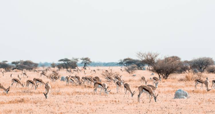Maigre troupeau d'antilopes paissant dans une savane aride.