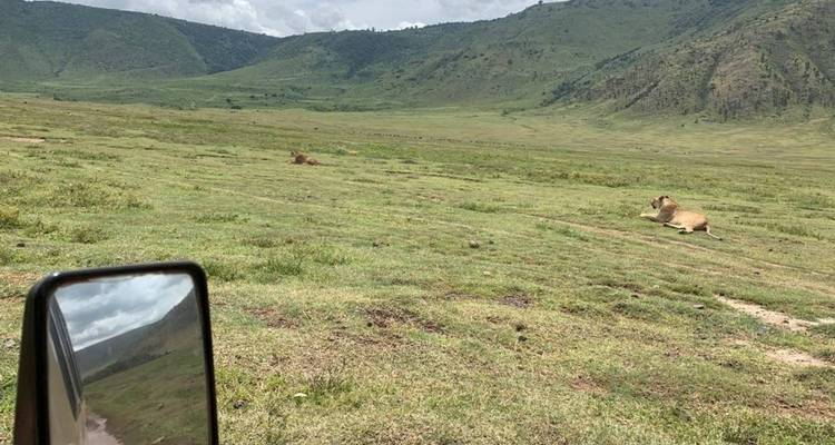 Löwen, die auf einer weiten Grasebene mit Bergen im Hintergrund ruhen, Spiegelung der Landschaft im Fahrzeugspiegel
