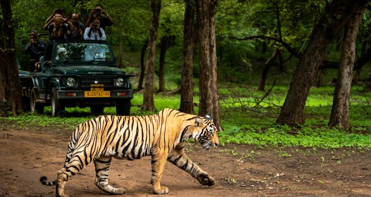 Tiger läuft in einem Wildreservat, während Touristen von einem Jeep aus zuschauen.