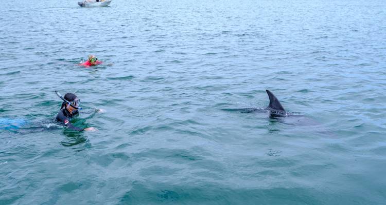 Snorkellers swim near a large dark fin in open turquoise water while a small boat floats nearby.