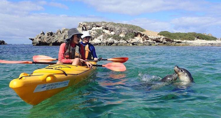 Two kayakers paddle in crystal-clear turquoise water as a curious seal swims nearby.