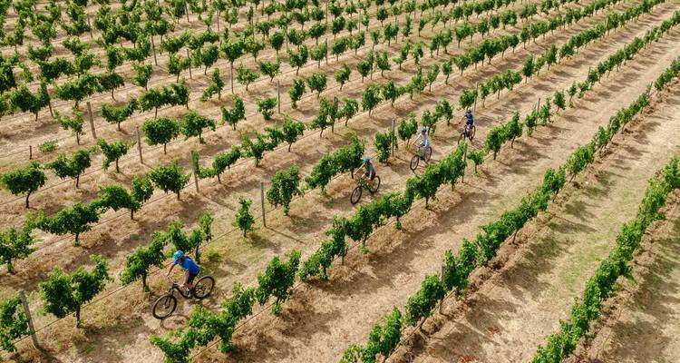 Aerial view of cyclists pedalling between neat rows of grapevines in a sunny vineyard.