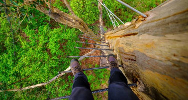 POV shot of hiker’s boots on iron rungs climbing high up a tall karri tree over lush green forest.