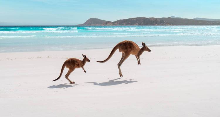 Two kangaroos bound across a pristine white beach beside turquoise ocean and rocky headlands.