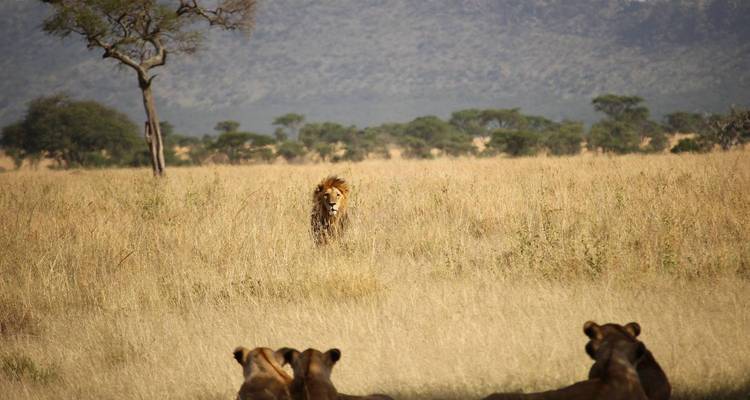 Löwen, die sich in einer grasbewachsenen Savanne ausruhen, während sich ein Löwe in der Ferne nähert.