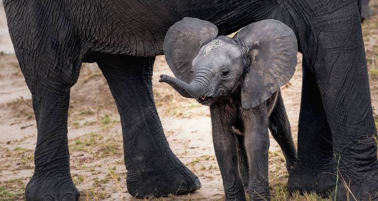 Babyelefant steht nah bei einem erwachsenen Elefanten.