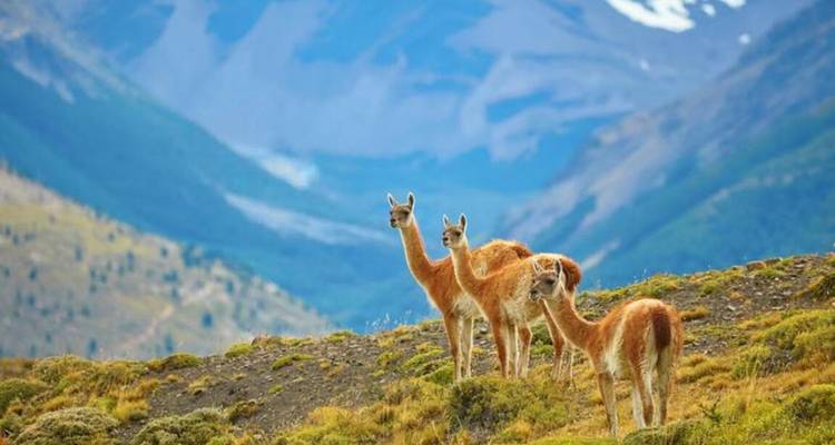 Trois guanacos se tiennent alertes sur un versant de Patagonie avec des montagnes spectaculaires en arrière-plan.