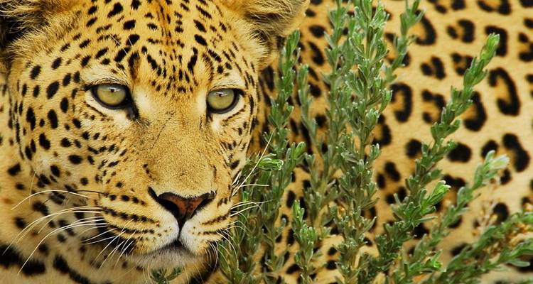 Serengeti, Zambezi & Vic Falls (Cape Town to Nairobi) - Dragoman Overland