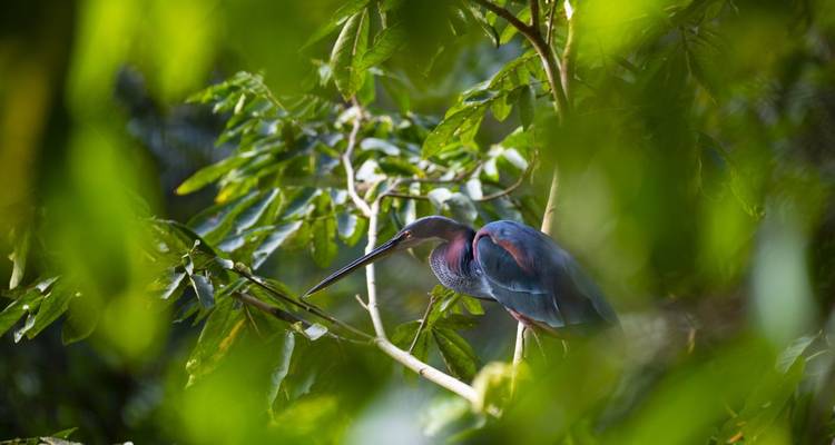 Heron perched among lush green leaves.