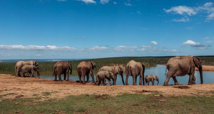A herd of elephants of various sizes lines up at a watering hole in open savanna, reflected in the calm water.
